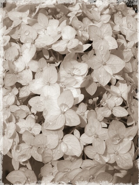 Hydrangea
