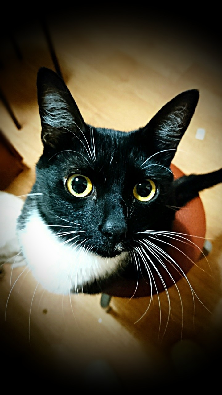 Котейка
