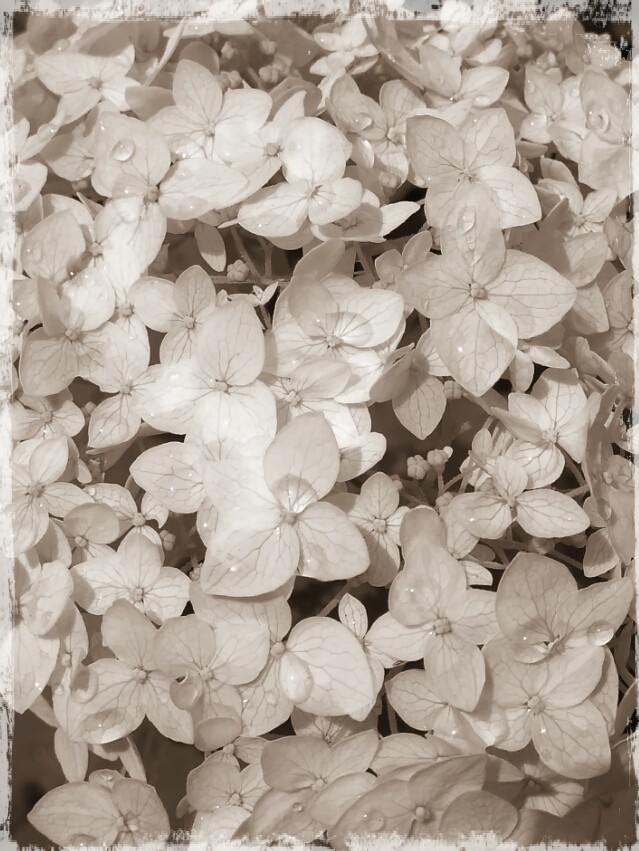 Hydrangea