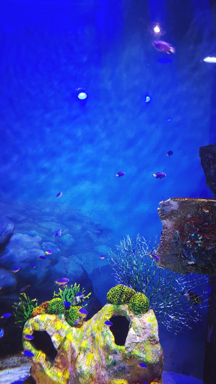 Fish