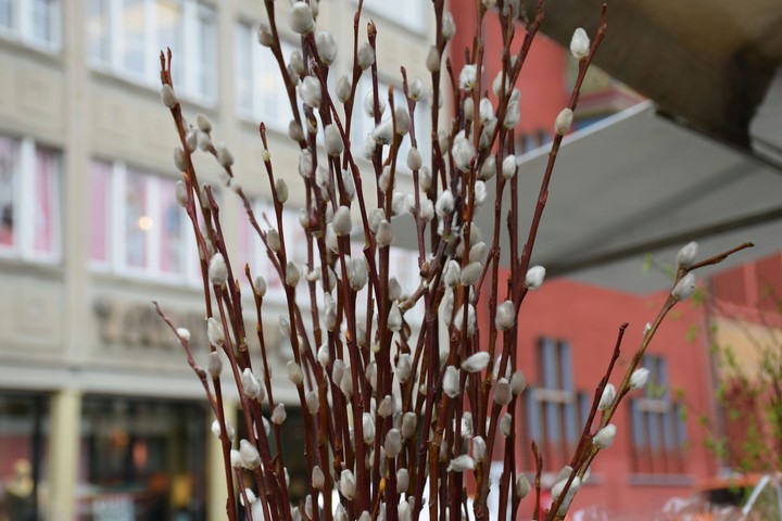 Pussy-willow