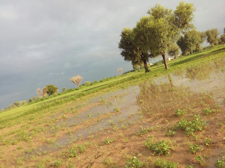 Fields