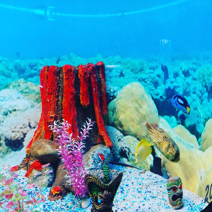 acuario mazatlán Sinaloa México Nemo