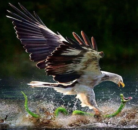 vulture, bird achtergronden