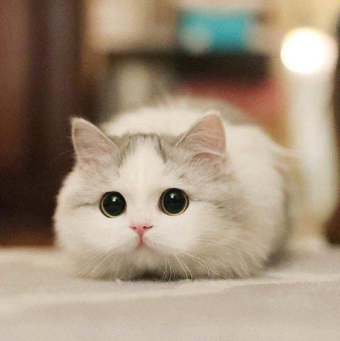 кот