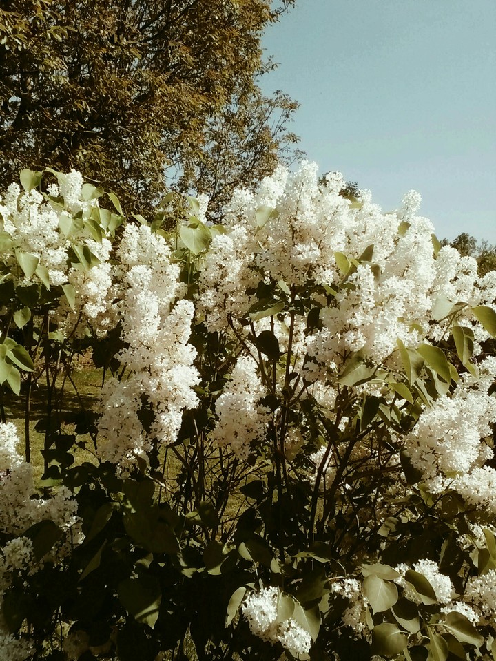 lilas