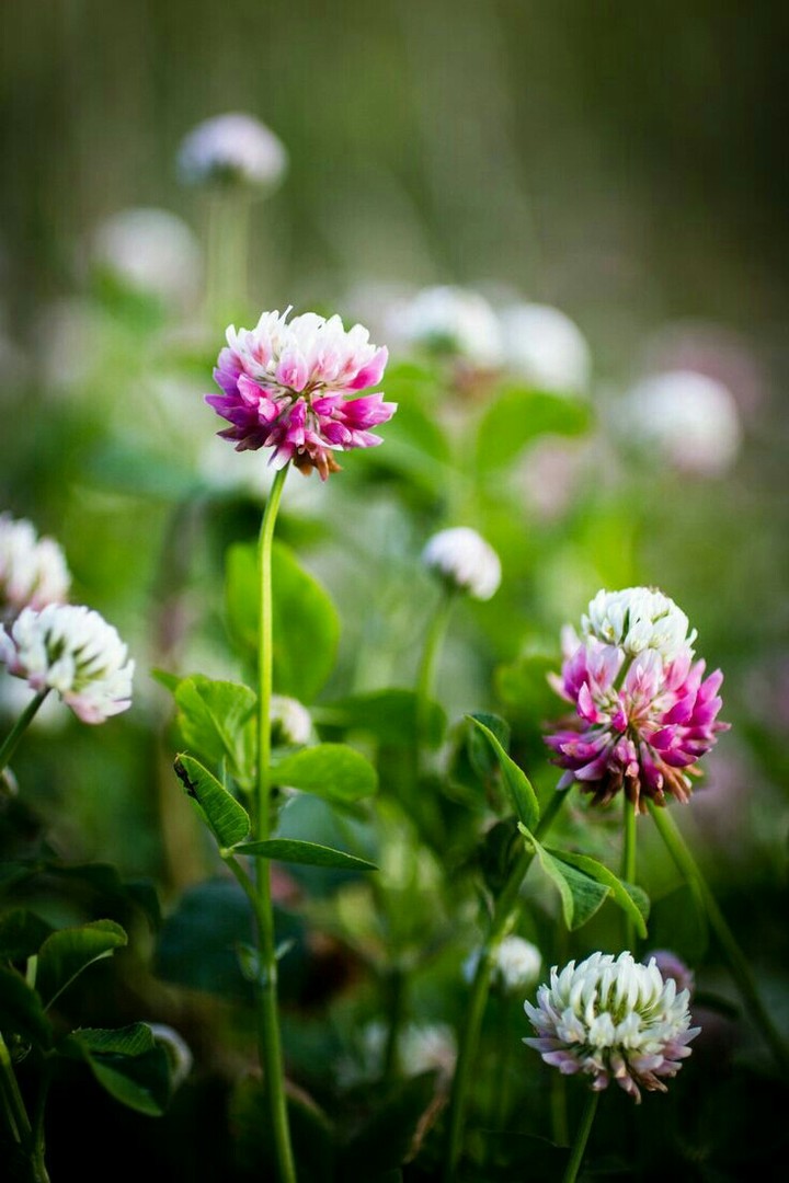 Gomphrena