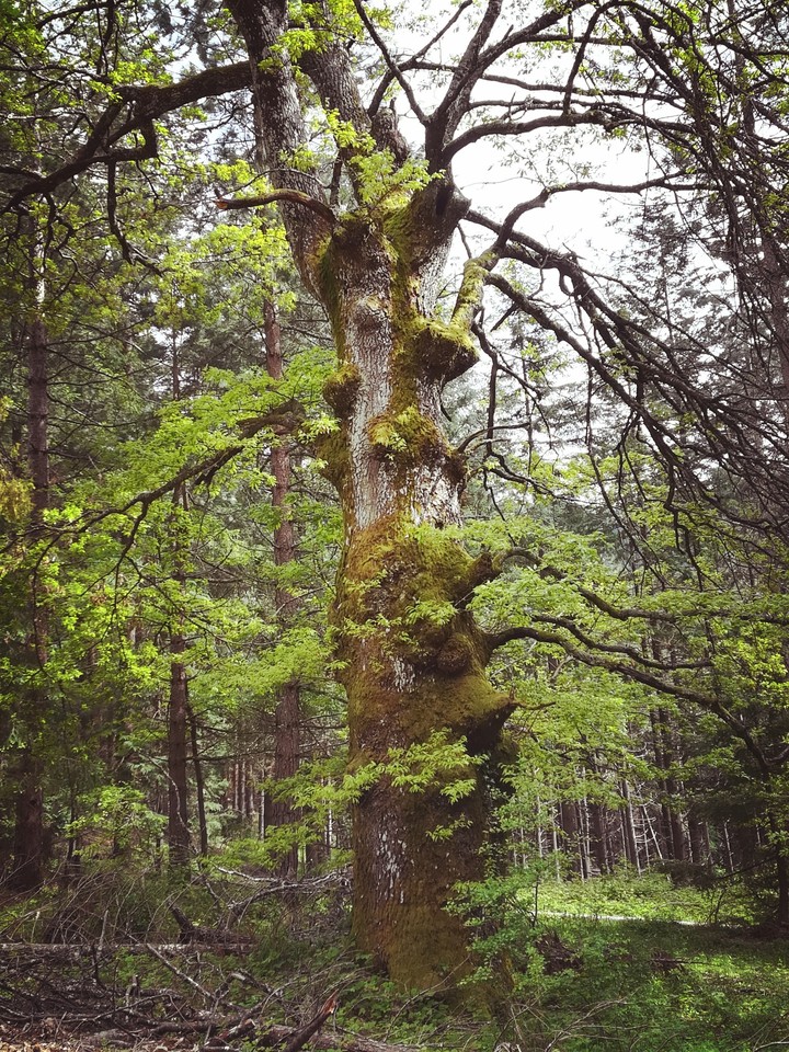 tree 