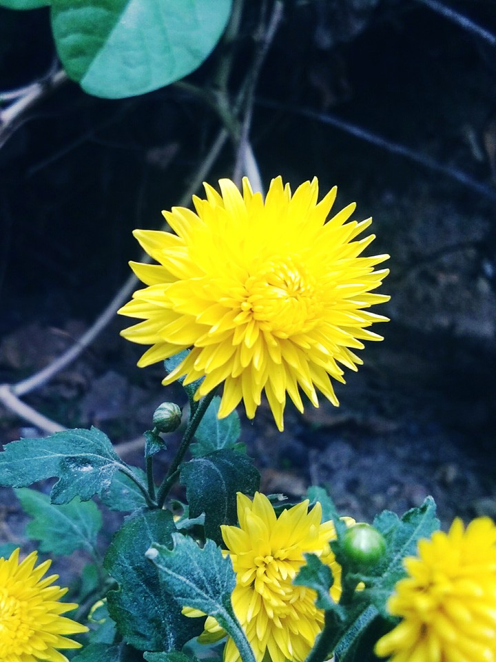 yellow world