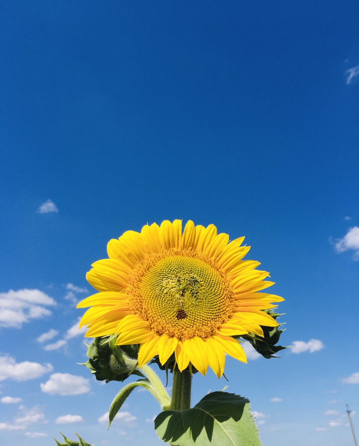one in the sky...sunflower