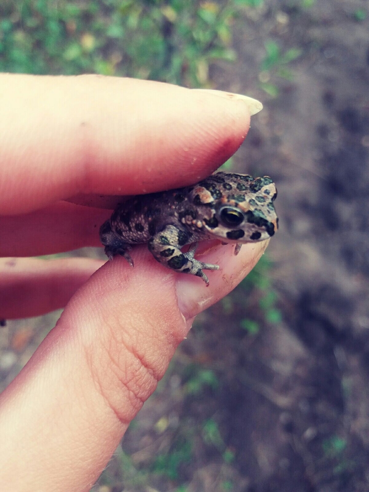 Frog