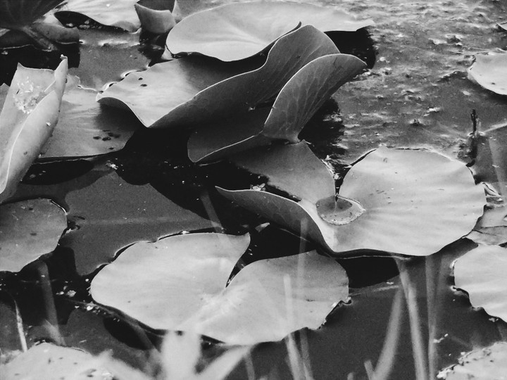 Lily Pads