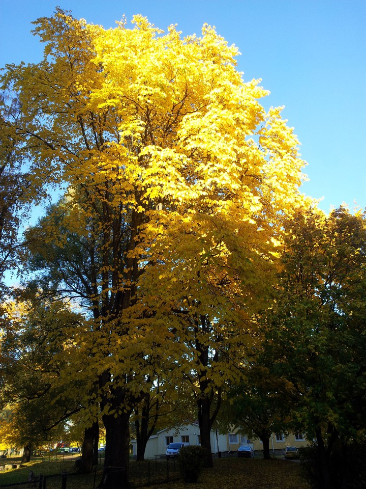 Autumn tree