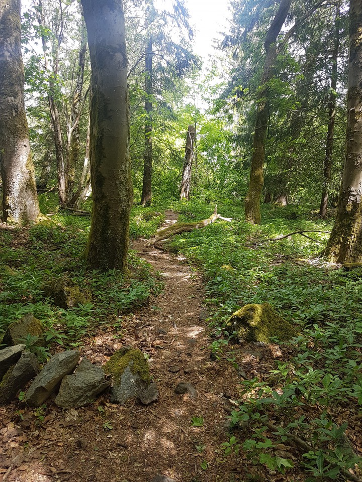 Forest