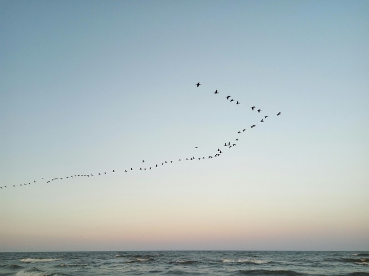 Sea, birds