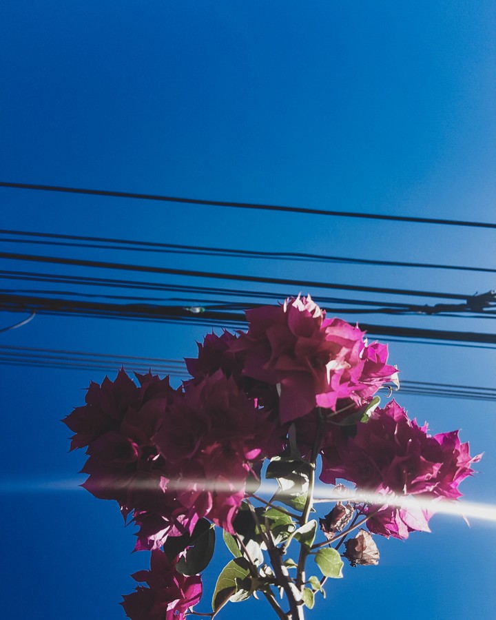 Rosado