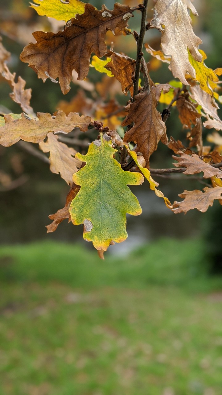 Fall leaves