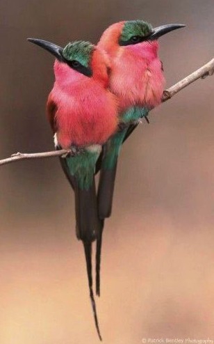 ♥