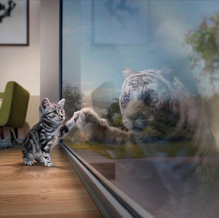 #   котигр