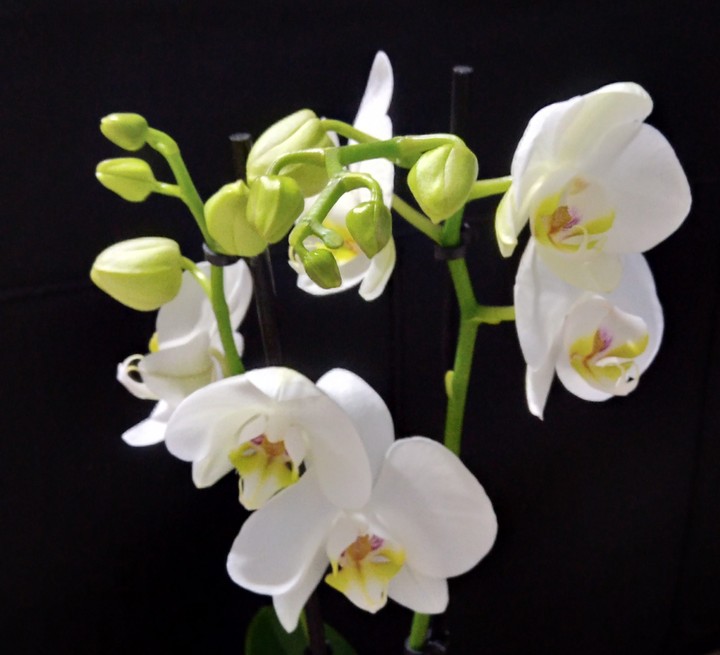 my orchid