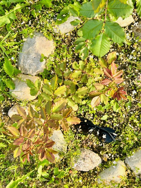 шпалери groundcover, subshrub