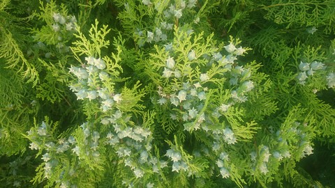 green wallpaper