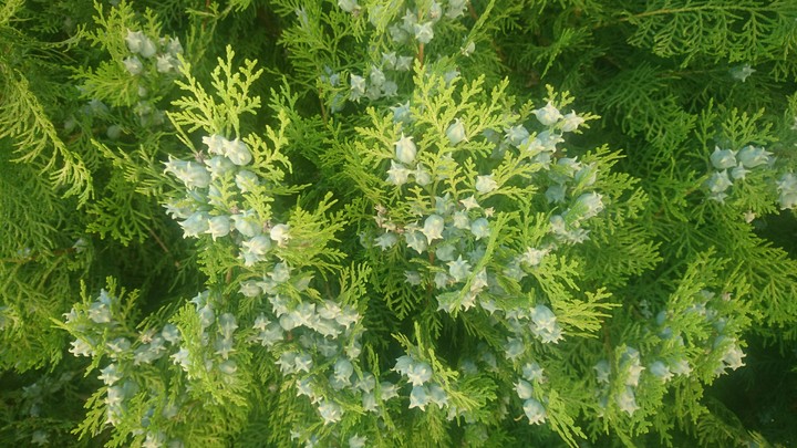 green wallpaper