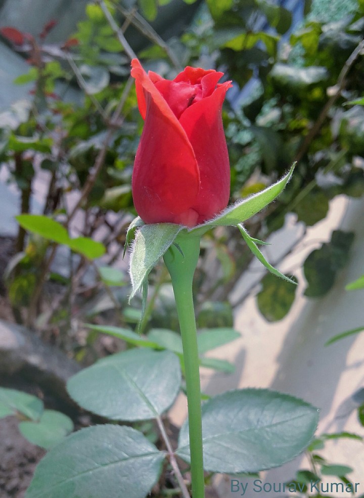 rose