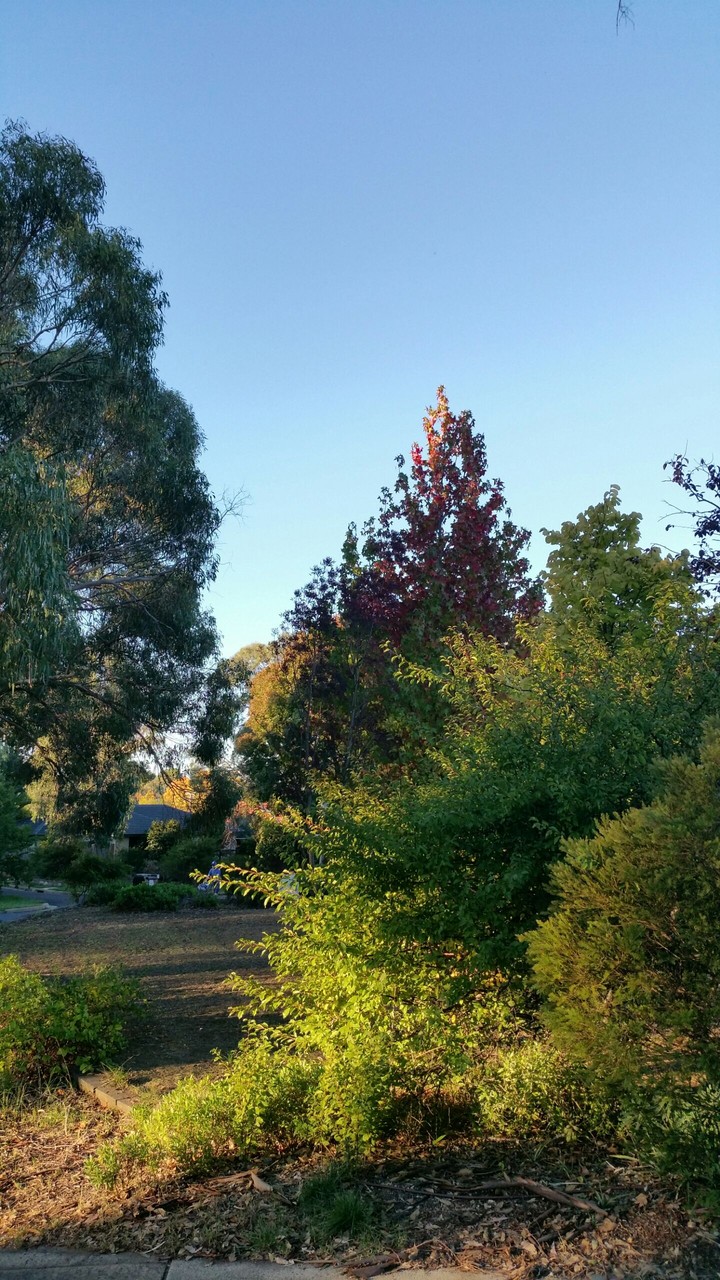 trees