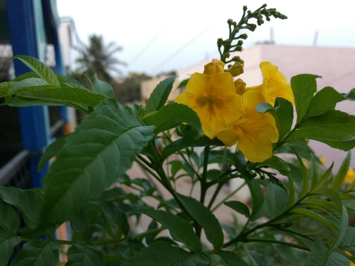 yellow fever