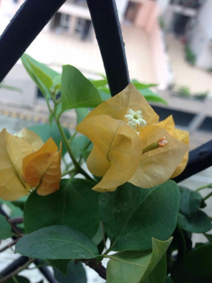 Bougainvillea