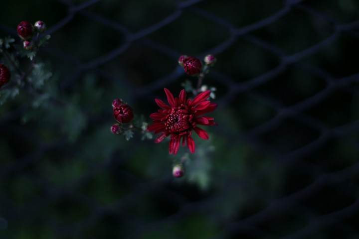 flower