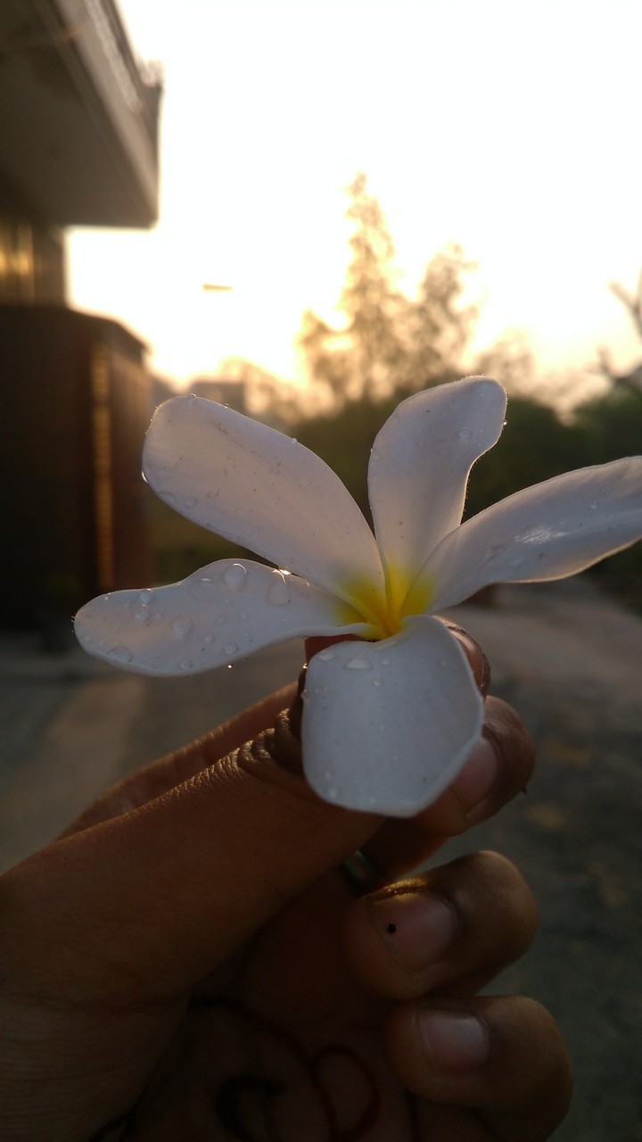 flower