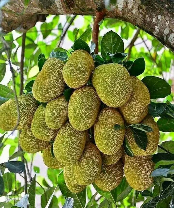jackfruit