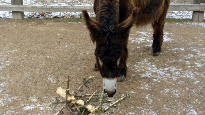 sweet donkey