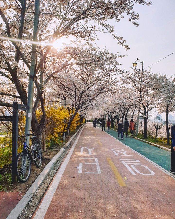 벚꽃길