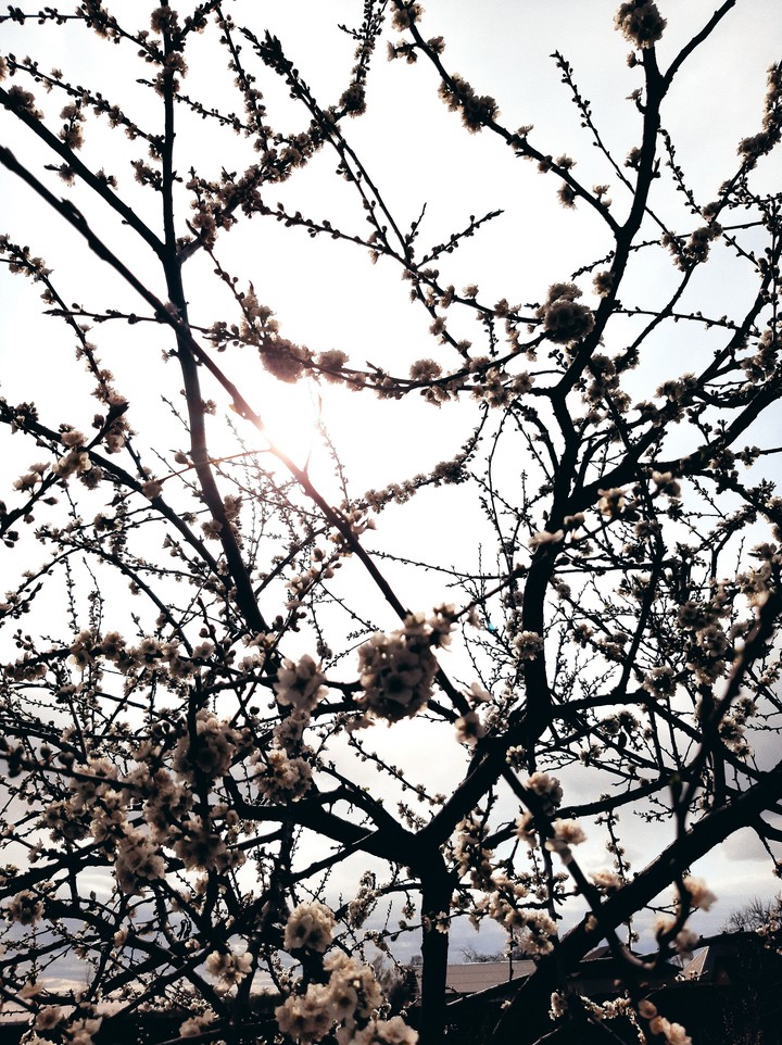 sun blossom