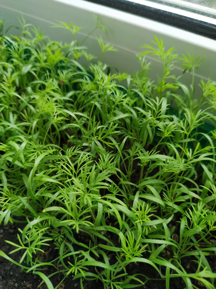 Dill
