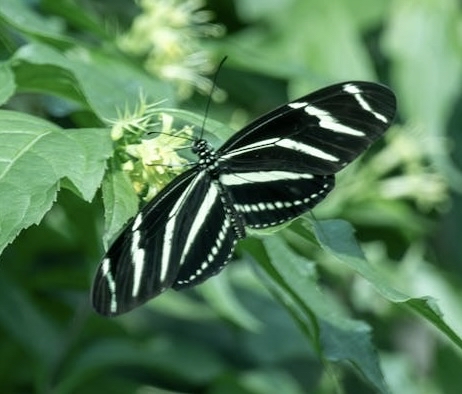 butterfly, arthropod Hintergrundbilder