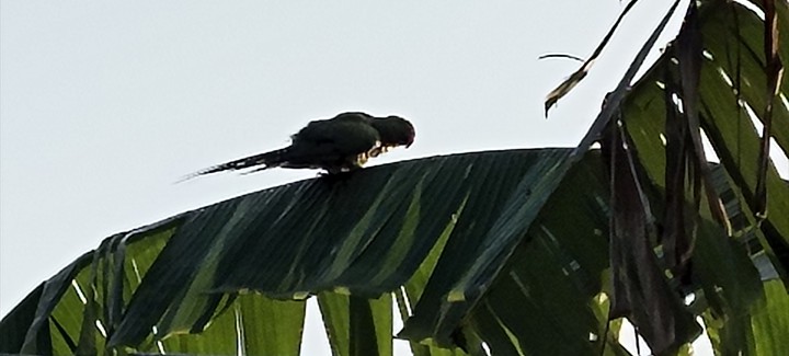 parakeet