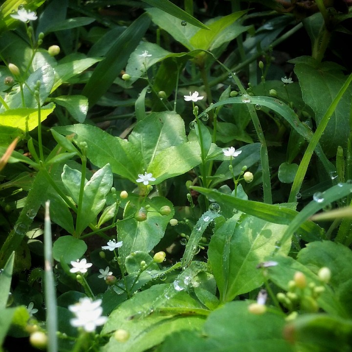 Nature