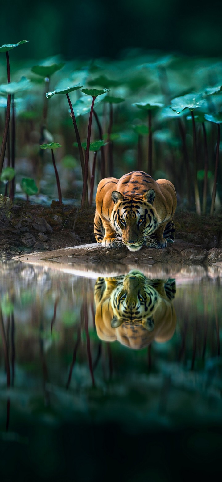 tyger?
