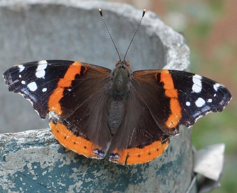 шпалери wing, insect
