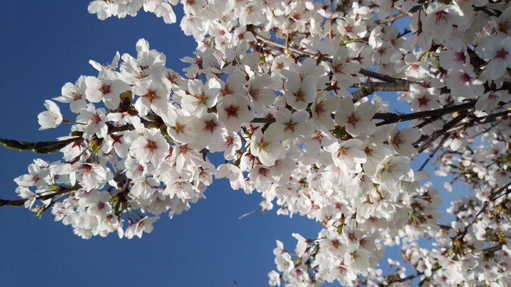桜