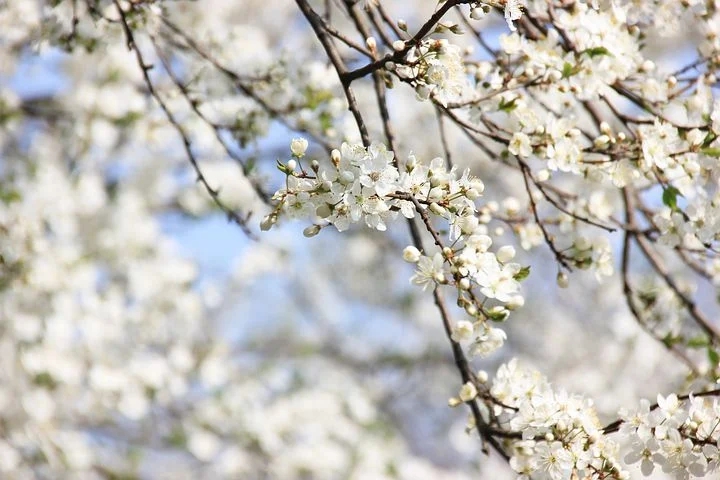 blossom