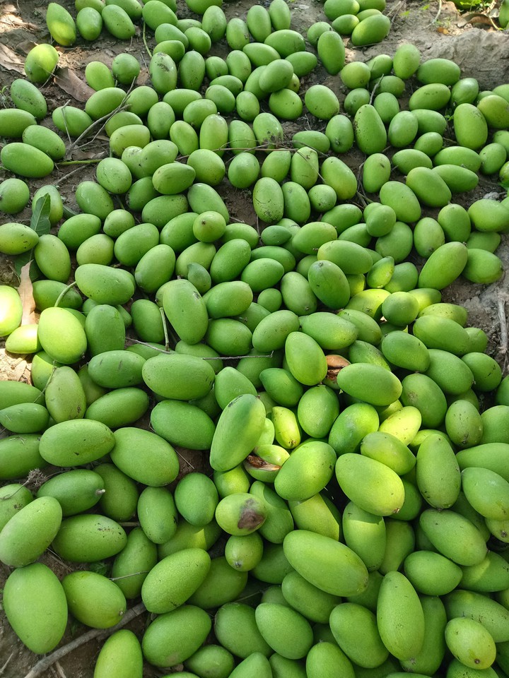 mango
