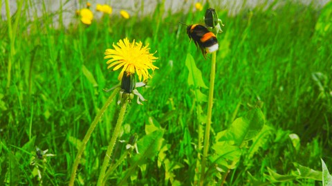 bee