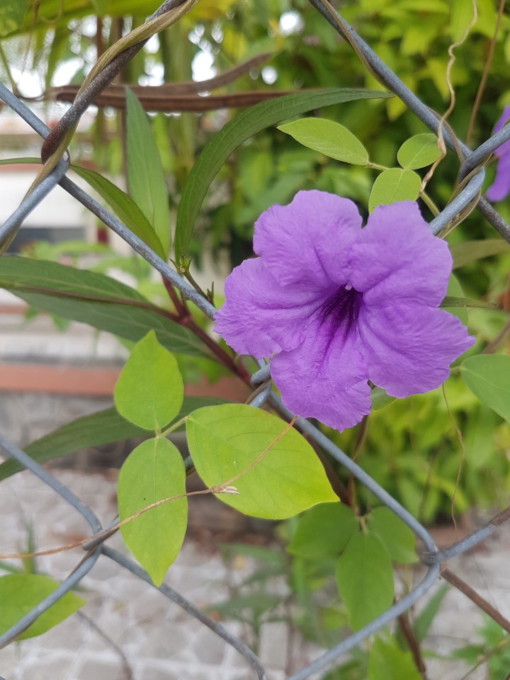 flower