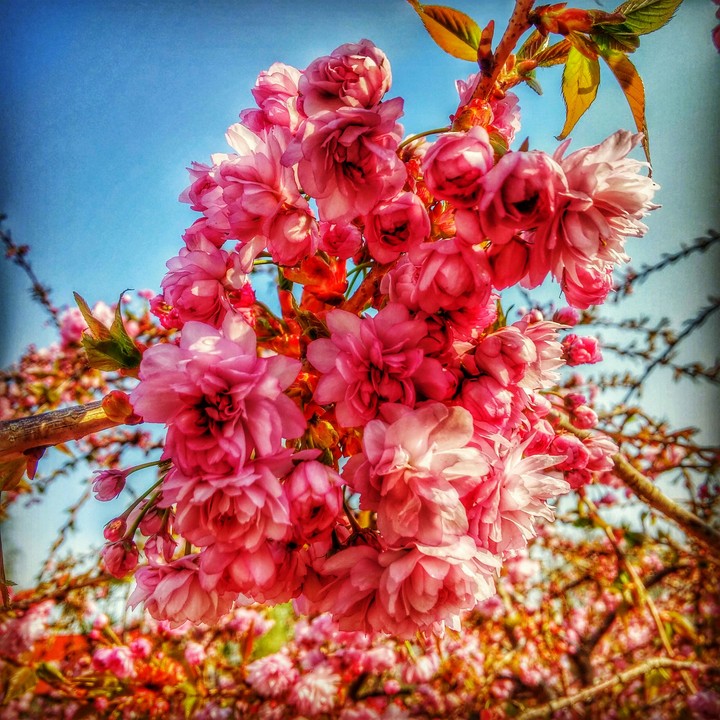 pink'me