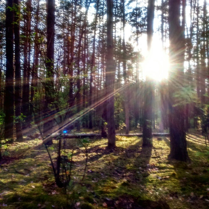 forest